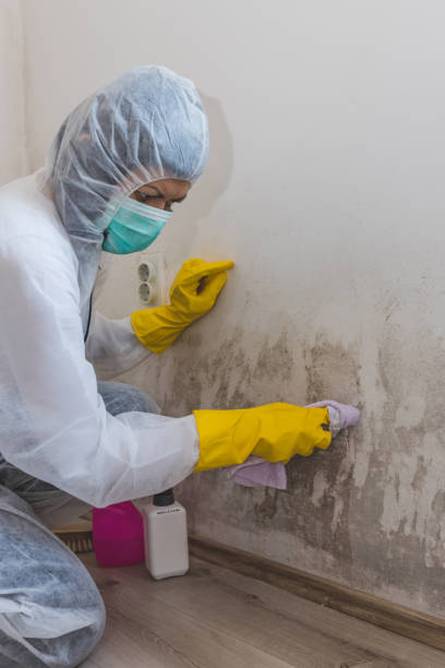 Best HVAC Mold Inspection and Cleaning  in Clark Mills, NY